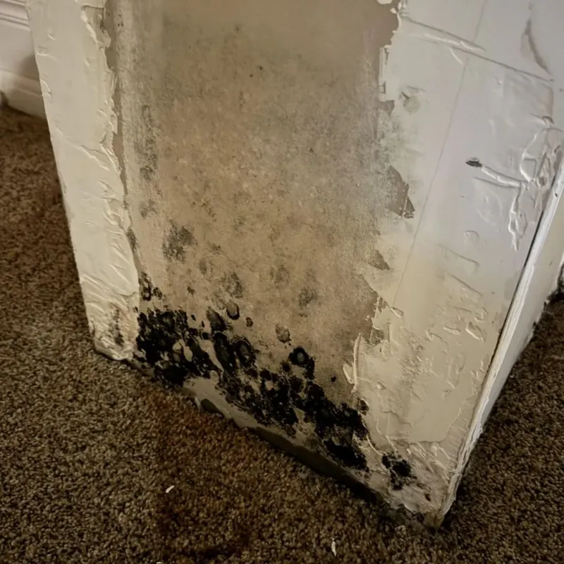 Professional Mold Removal in Carroll County, VA